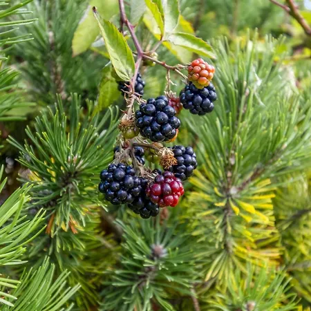 Taisto - 1-8km From The Sea By Interhome Molby